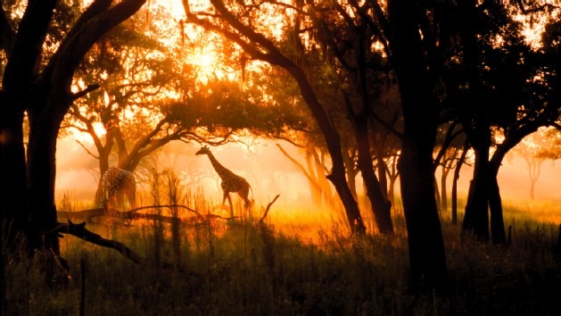 sunrise safari