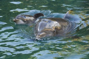 Baby Dolphin Born at Discovery Cove in Orlando, FL