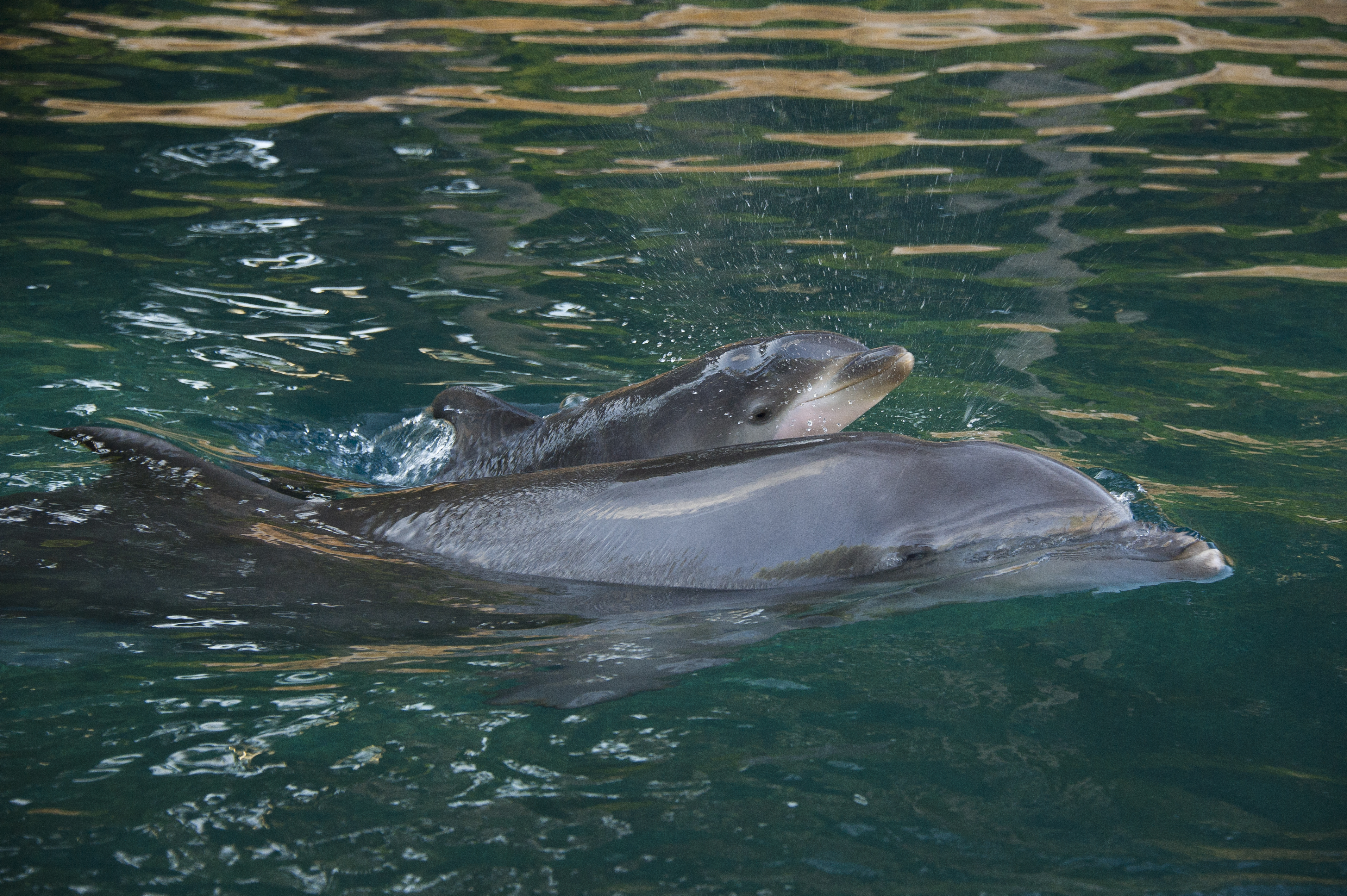 Baby Dolphin Born at Discovery Cove in Orlando, FL