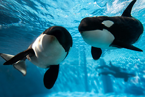orcas