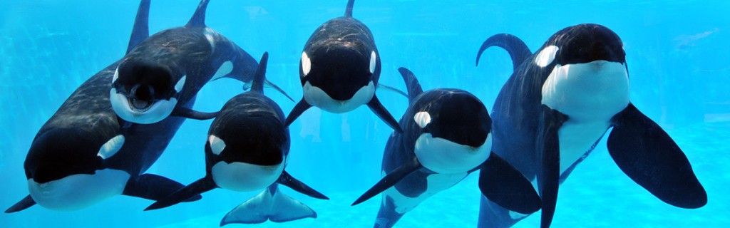 seaworld orcas