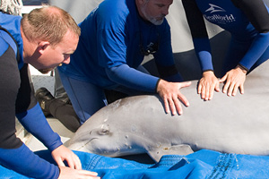 seaworld rehab