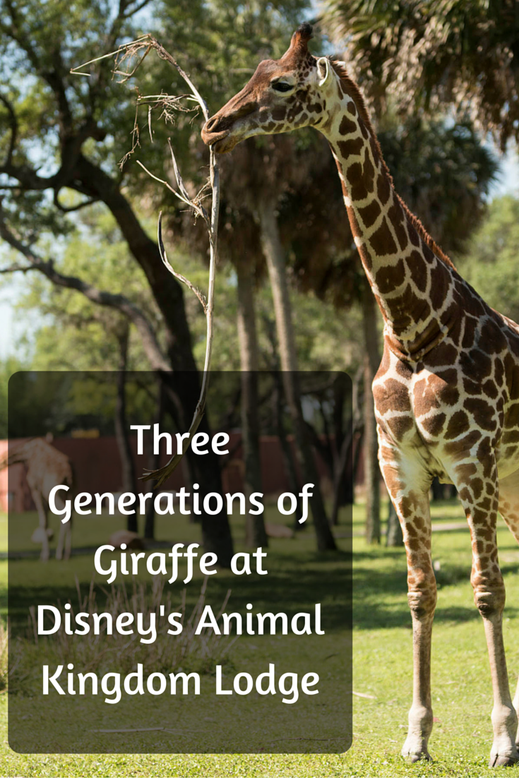Cuteness Alert! Three Generations of Giraffe at Disney's Animal Kingdom Lodge