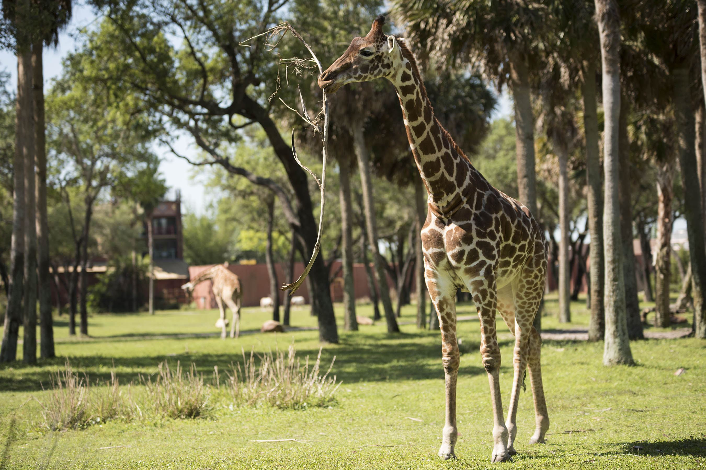 Three Generations of Giraffe at Disney's Animal Kingdom Lodge