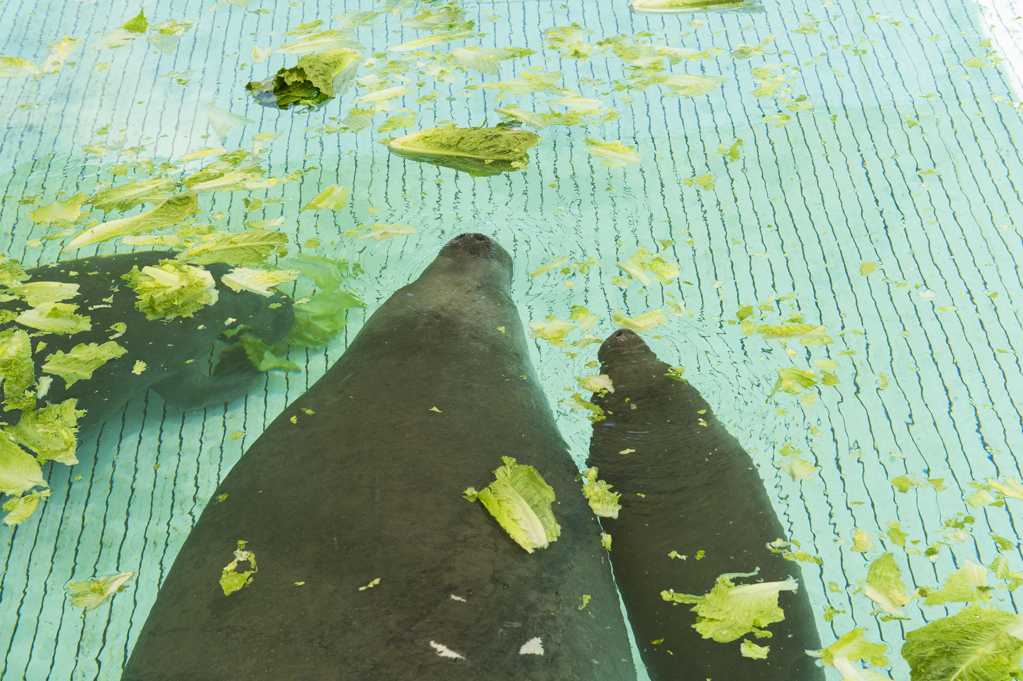 Rehabilitated Mother & Calf Manatees Returned to Florida Waters