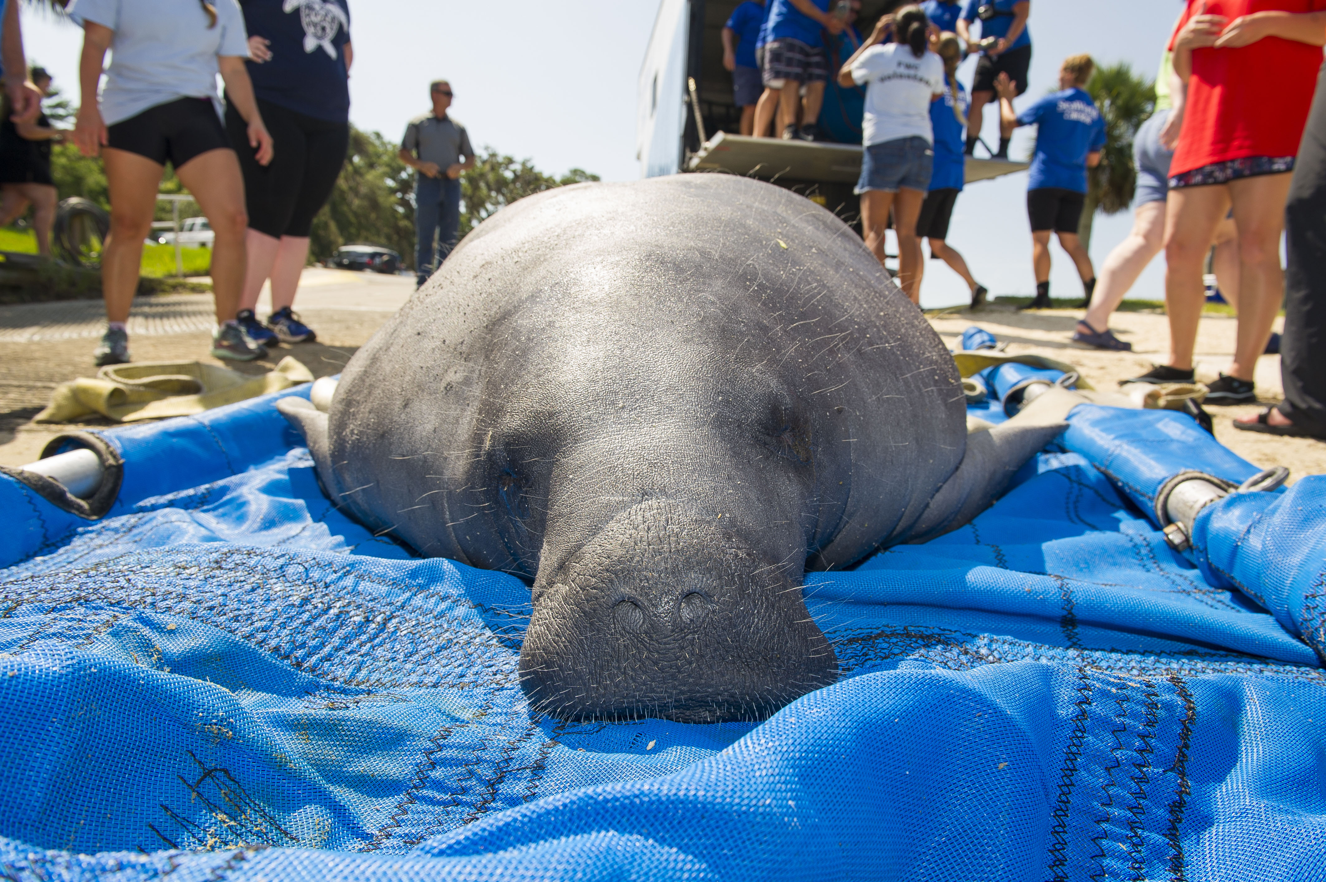 Rehabilitated Mother & Calf Manatees Returned to Florida Waters