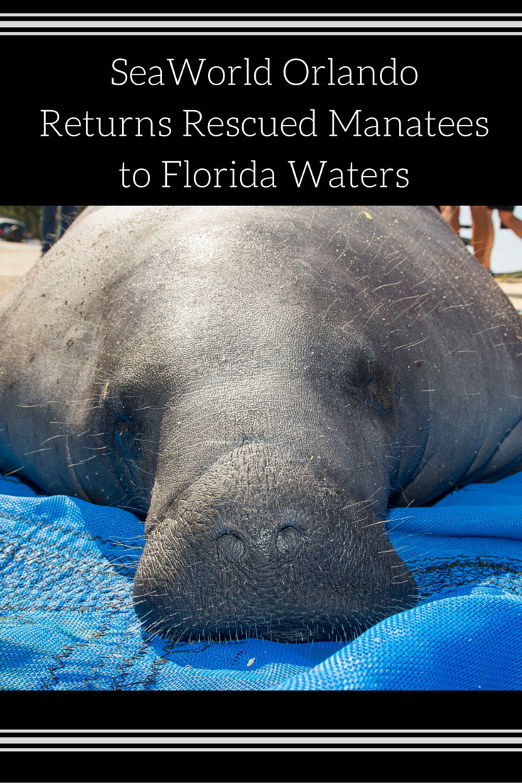 Rehabilitated Mother & Calf Manatees Returned to Florida Waters