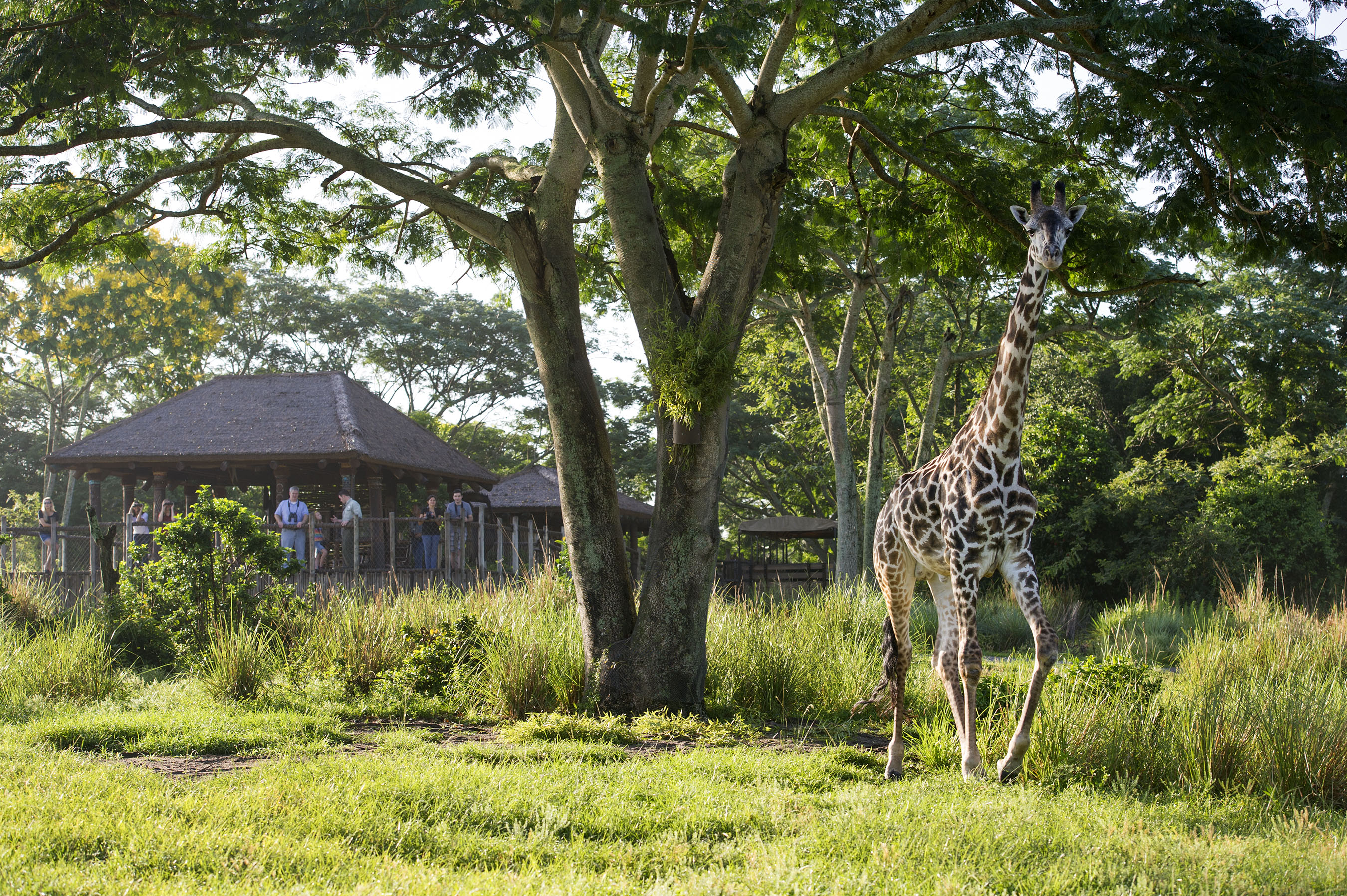 “Savor the Savanna” at Disney’s Animal Kingdom Offers Private Tour, Exclusive Viewing and African-Inspired Culinary Delights