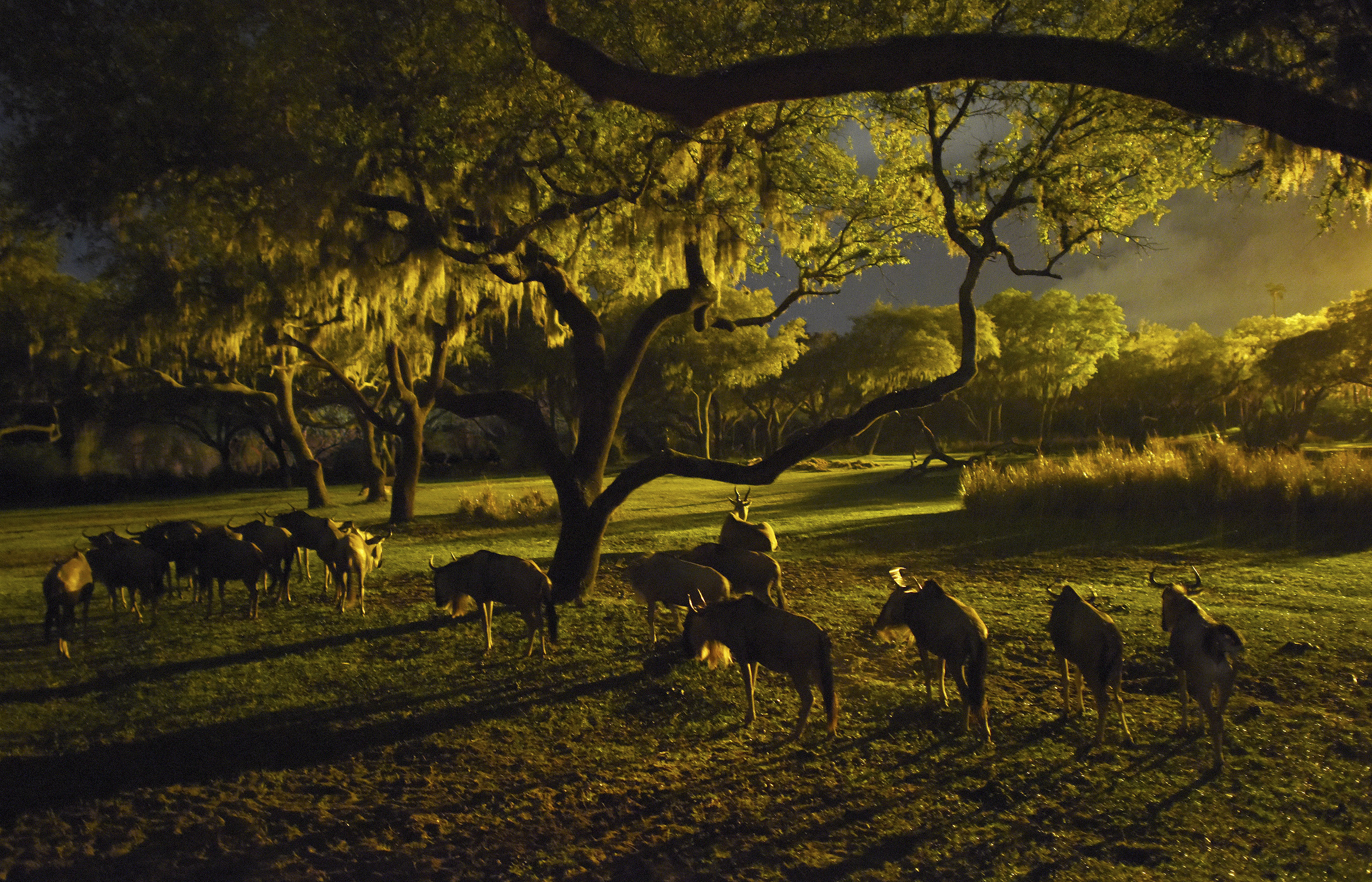 Disney's Animal Kingdom Nightlife