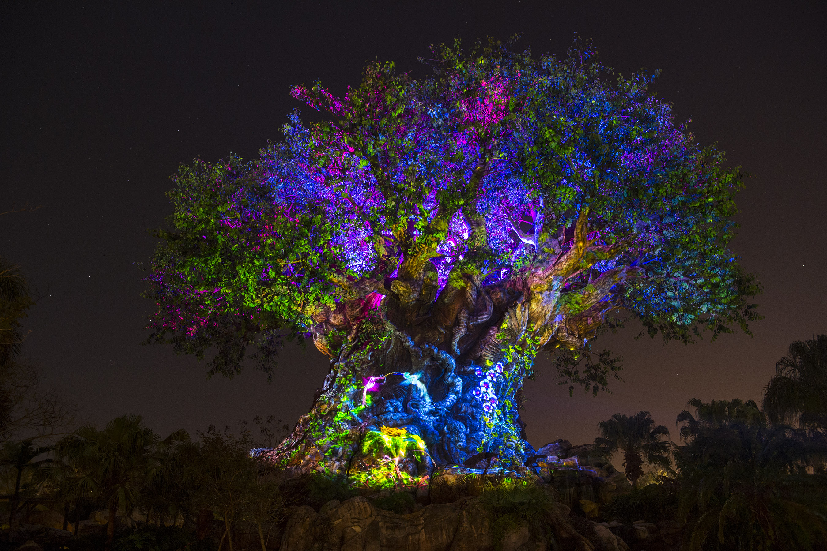 Disney's Animal Kingdom Nightlife