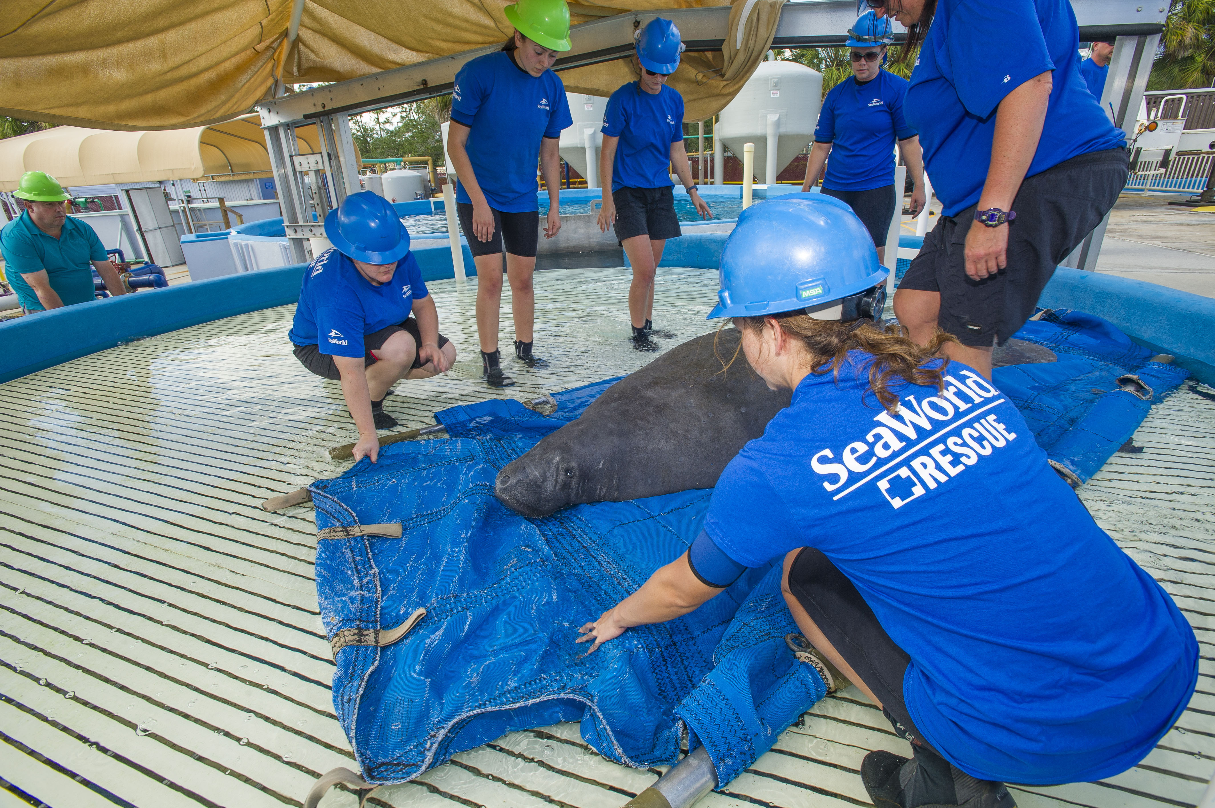 Find out more about how SeaWorld Orlando rescues manatees