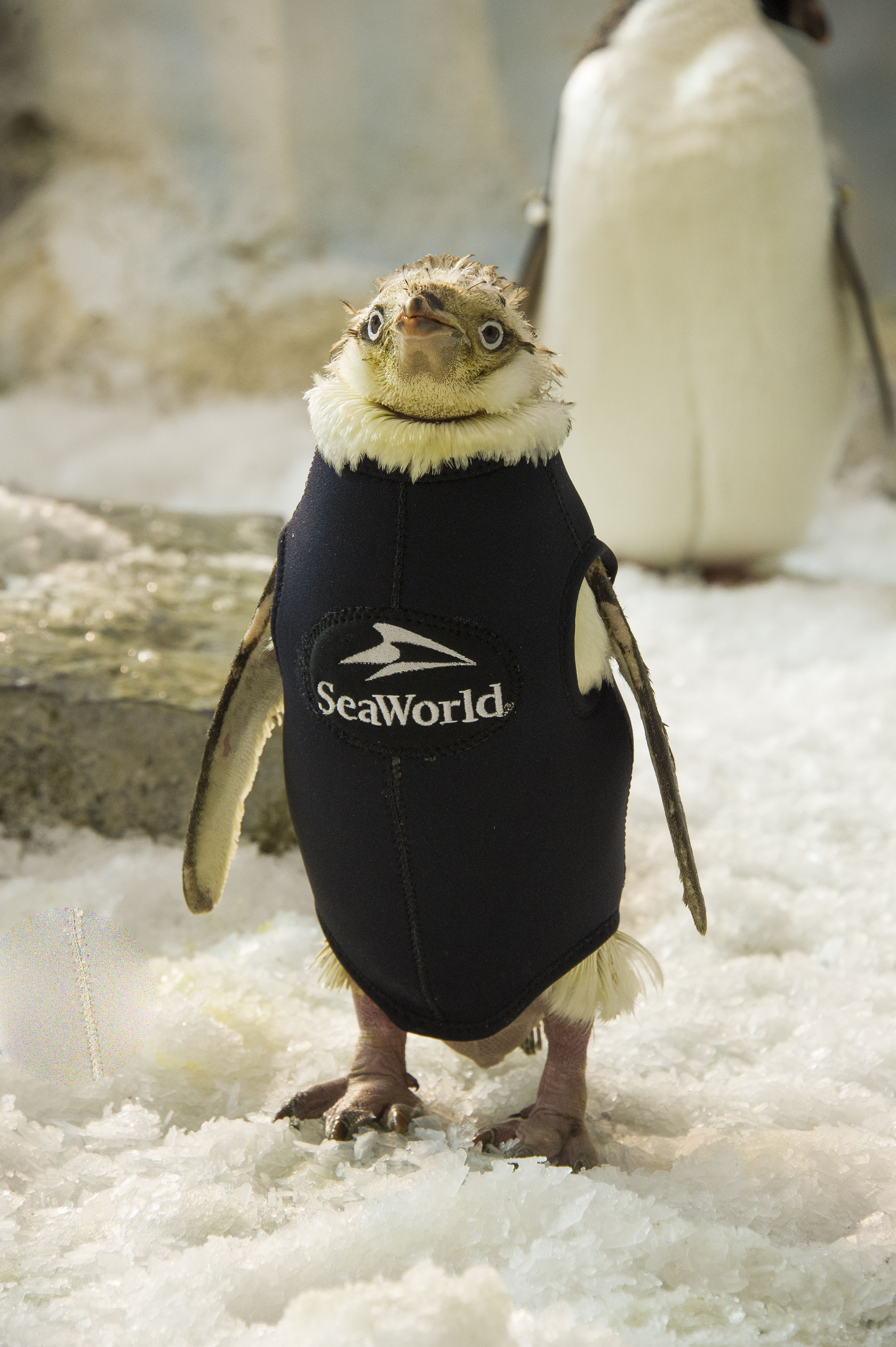 SeaWorld Orlando Creates One-of-a-Kind Wetsuit for Penguin
