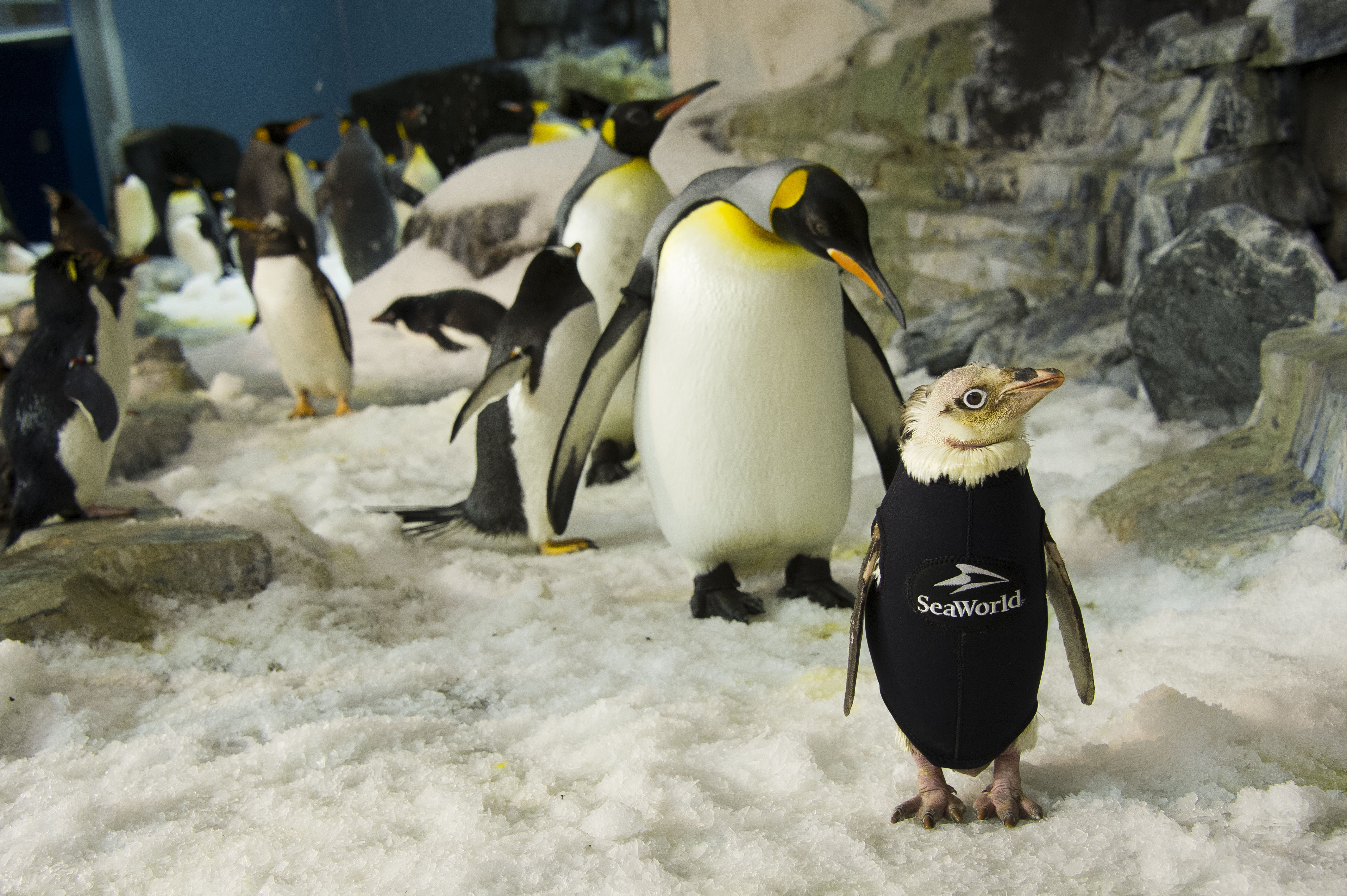 SeaWorld Orlando Creates One-of-a-Kind Wetsuit for Penguin