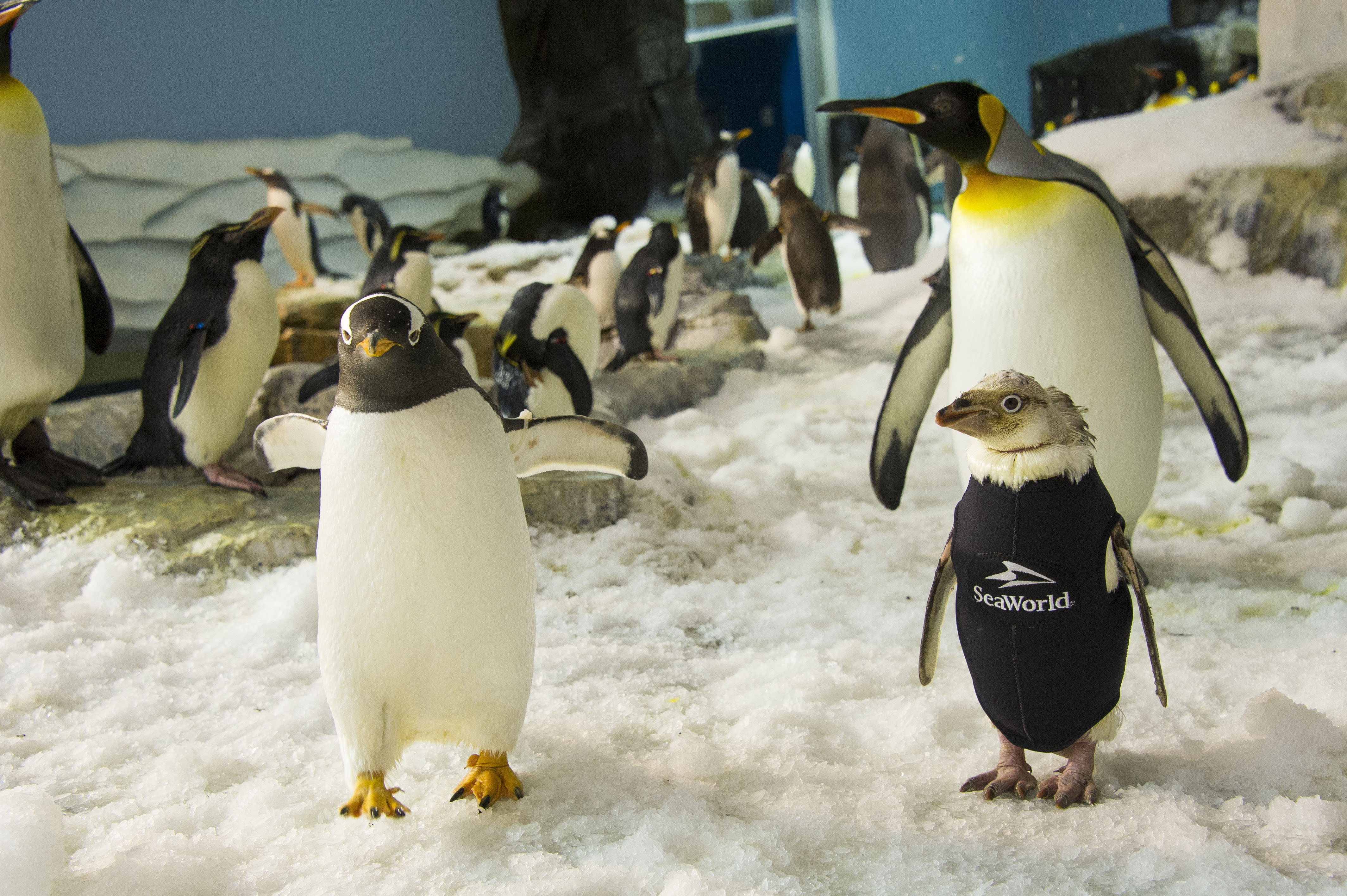 SeaWorld Orlando Creates One-of-a-Kind Wetsuit for Penguin