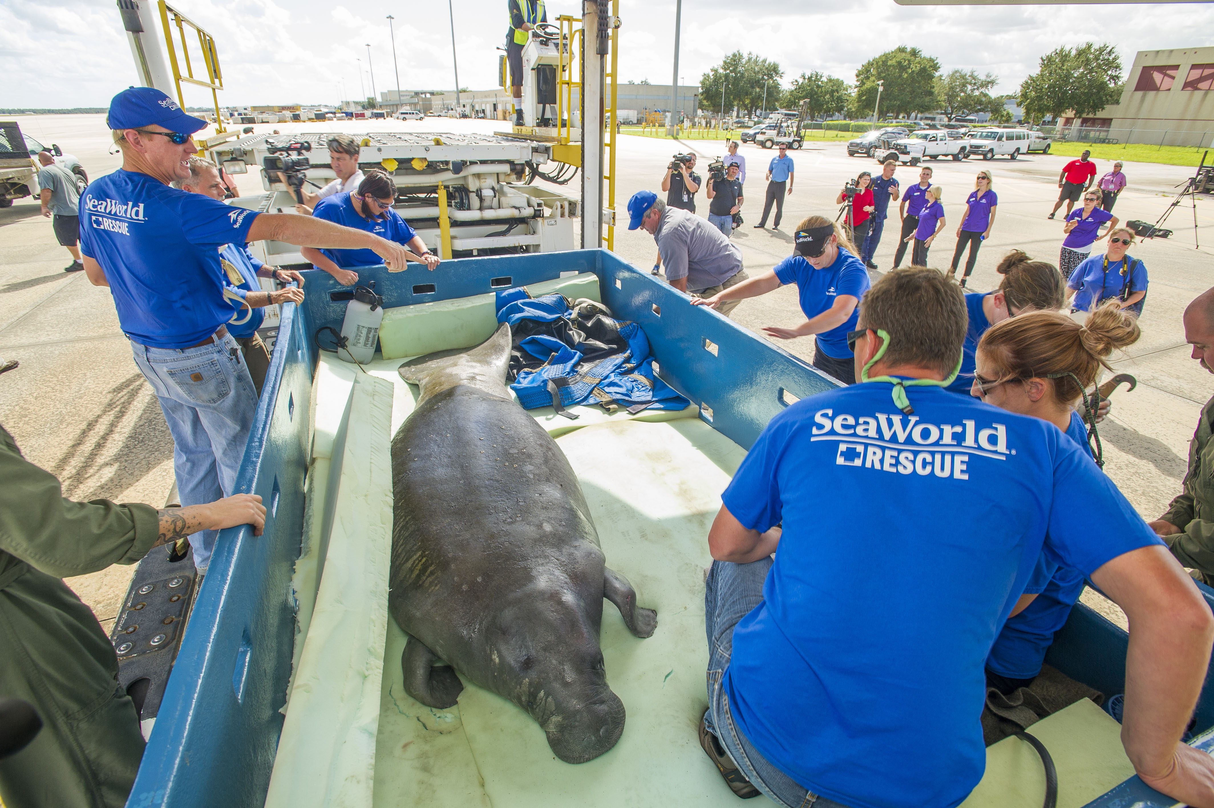 Find out more about how SeaWorld Orlando rescues manatees