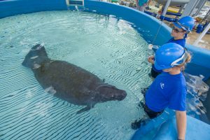 Find out more about how SeaWorld Orlando rescues manatees