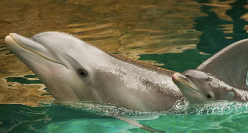 Baby Dolphin Calves at Discovery Cove