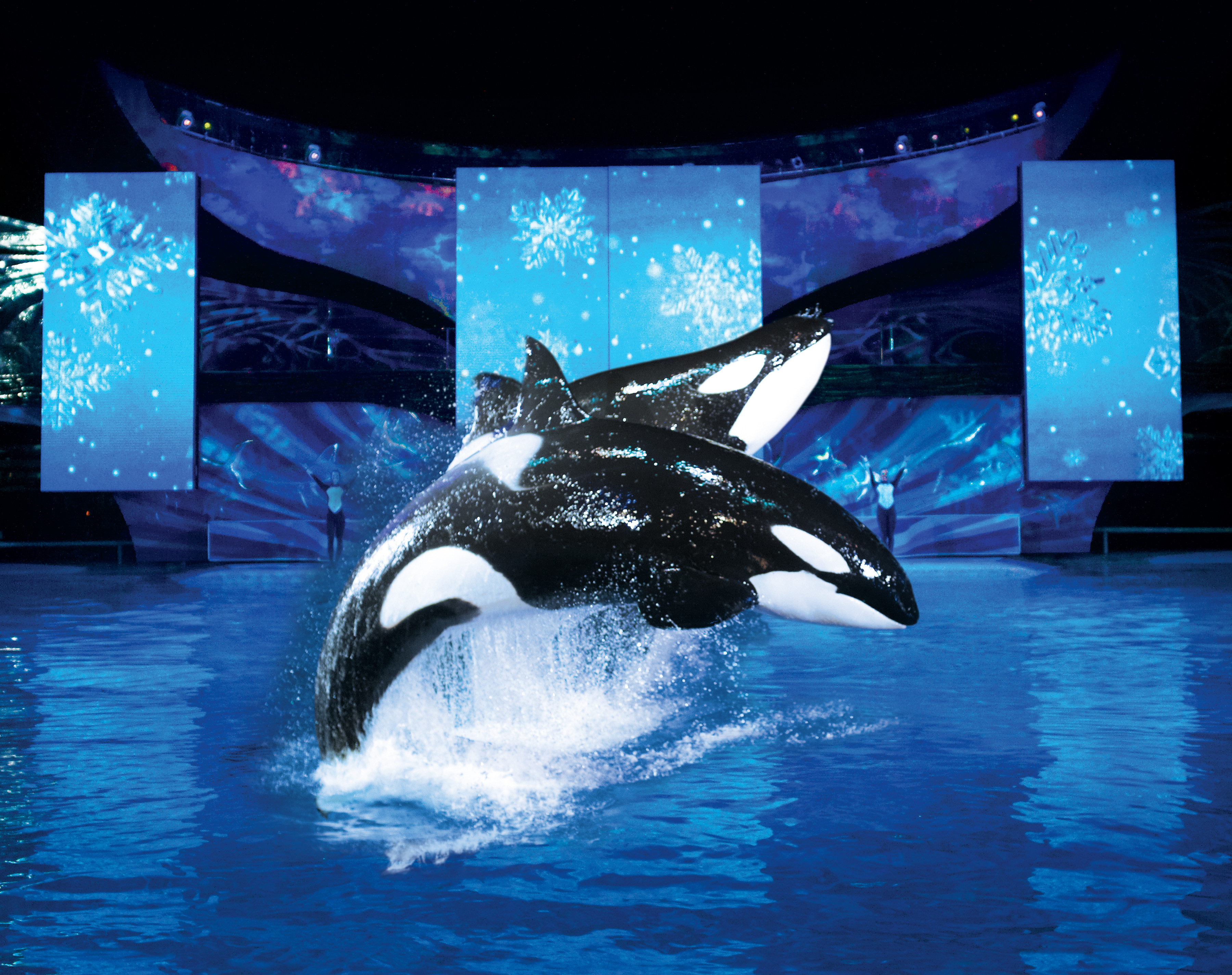 SeaWorld Christmas Celebration Brightens the Holidays