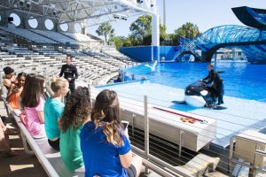 A new tour at SeaWorld Orlando invites guests to engage with the Park’s killer whales, including meeting trainers and participating in a unique interaction.